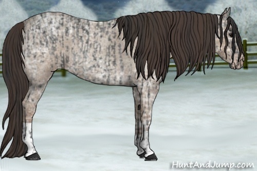 Horse Color:Blue Ice Roan and Classic Champagne Ice Roan