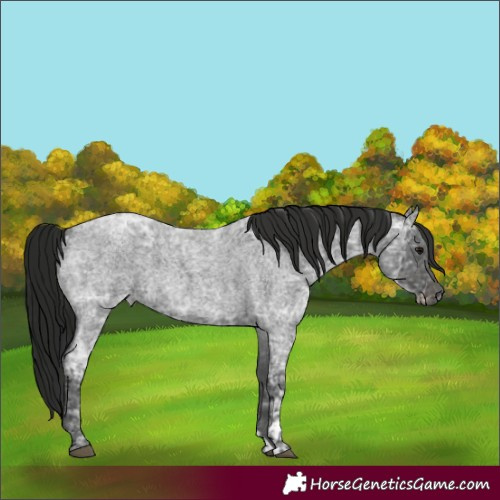 Horse Color:Blue Ice Roan  and Gray Blue Ice Roan 
