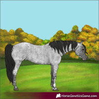 Horse Color:Blue Ice Roan and Gray Blue Ice Roan