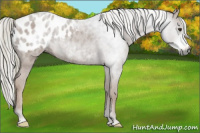 Horse Color:Gray Red Roan Appaloosa Rabicano 