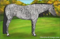 Horse Color:Blue Ice Roan and Grullo Ice Roan