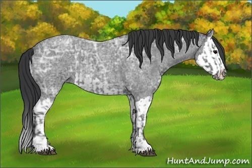 Horse Color:Blue Ice Roan  and Blue Ice Roan Splash 