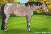 Horse Color:Blue Ice Roan and Bay Ice Roan