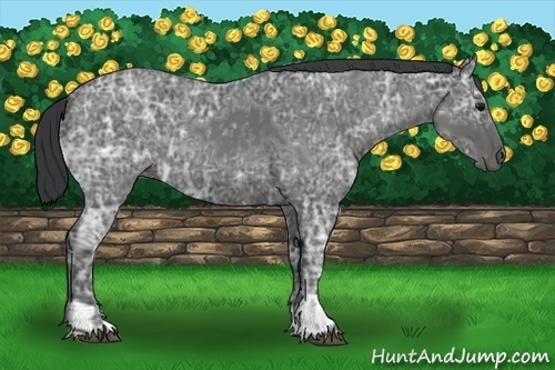 Horse Color:Blue Ice Roan  and Blue Ice Roan 