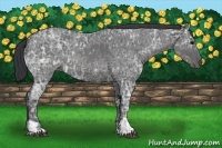 Horse Color:Blue Ice Roan  and Blue Ice Roan 