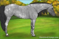 Horse Color:Blue Ice Roan  and Blue Ice Roan 