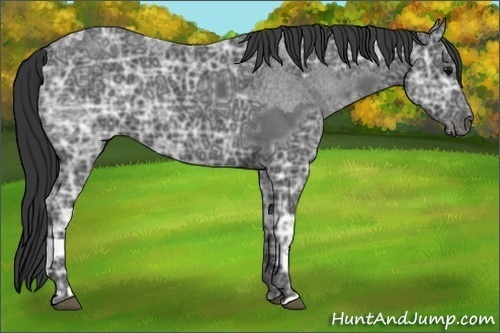 Horse Color:Blue Ice Roan and Blue Ice Roan