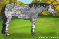 Horse Color:Blue Ice Roan  and Blue Ice Roan 