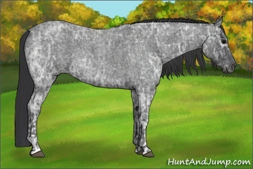 Horse Color:Blue Ice Roan  and Blue Ice Roan 