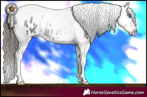 Horse Color:Black Splash Tobiano Appaloosa 