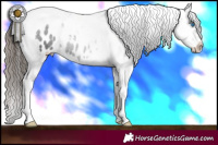 Horse Color:Black Splash Tobiano Appaloosa