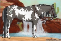 Horse Color:White Spotted Grullo