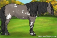 Horse Color:White Spotted Grullo