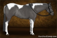 Horse Color:Black Tobiano Rabicano