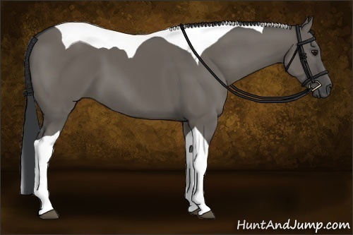 Horse Color:Grullo Tobiano 