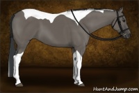 Horse Color:Grullo Tobiano
