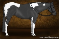 Horse Color:Black Tobiano 