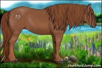 Horse Color:Chestnut Rabicano