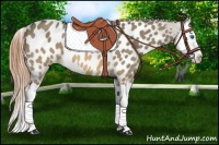 Horse Color:Buckskin Dun Splash Appaloosa