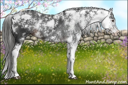 Horse Color:Liver Chestnut Sabino 