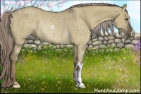Horse Color:Chocolate Palomino Dun Rabicano