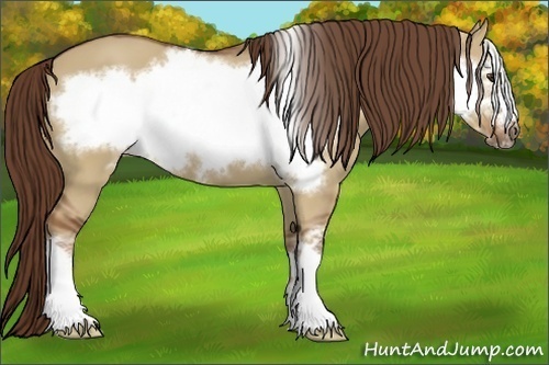 Horse Color:Red Dun Frame 