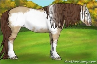 Horse Color:Red Dun Frame 