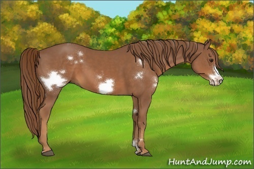 Horse Color:White Spotted Chestnut Frame