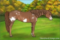 Horse Color:White Spotted Chestnut Frame