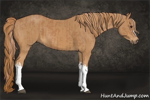 Horse Color:Chestnut and Chestnut