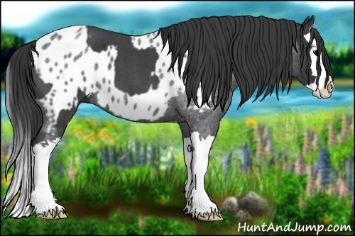 Horse Color:Blue Roan Sabino Splash  and Blue Roan Sabino Splash Near Leopard 