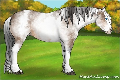 Horse Color:White Spotted Buckskin Splash 