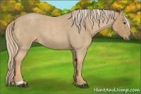 Horse Color:Palomino Roan Sabino