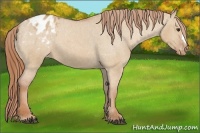 Horse Color:Red Dun Appaloosa 