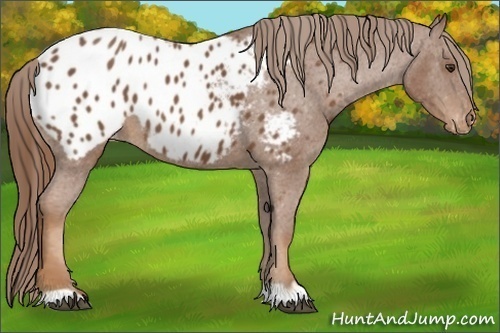 Horse Color:Chestnut Appaloosa 