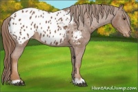 Horse Color:Chestnut Appaloosa 