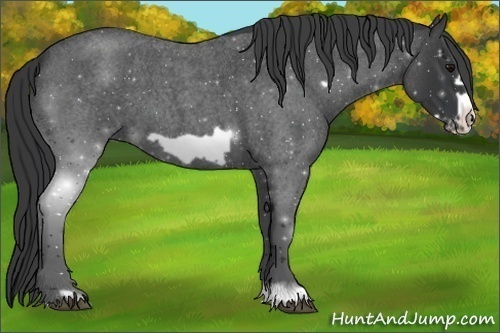 Horse Color:Blue Roan Frame 