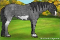 Horse Color:Blue Roan Frame