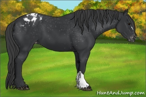 Horse Color:Black Appaloosa 