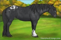 Horse Color:Black Appaloosa
