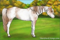 Horse Color:White Spotted Chestnut 