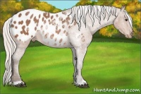 Horse Color:Silver Bay Appaloosa 