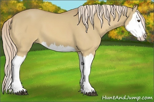 Horse Color:Palomino Dun Splash