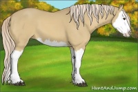 Horse Color:Palomino Dun Splash