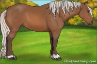 Horse Color:Silver Bay 