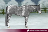Horse Color:Blue Roan  and Black Ice Splash Tobiano 