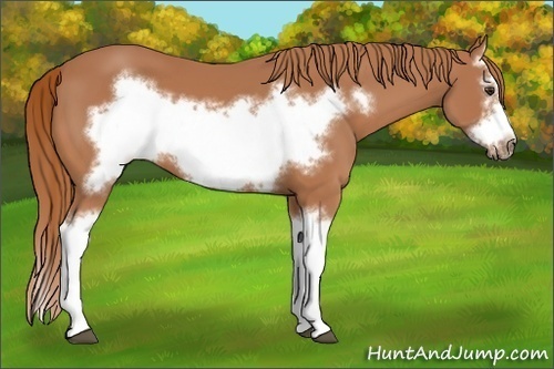 Horse Color:Chestnut Splash Frame