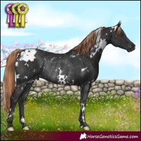 Horse Color:White Spotted Liver Chestnut Rabicano 