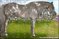 Horse Color:White Spotted Chocolate Palomino 