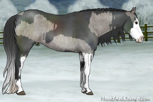 Horse Color:Silver Blue Roan Splash  and Blue Roan Sabino Splash 